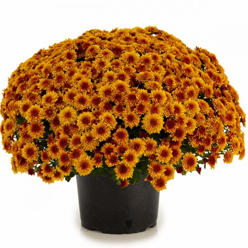 13 - Autumn Hairclub