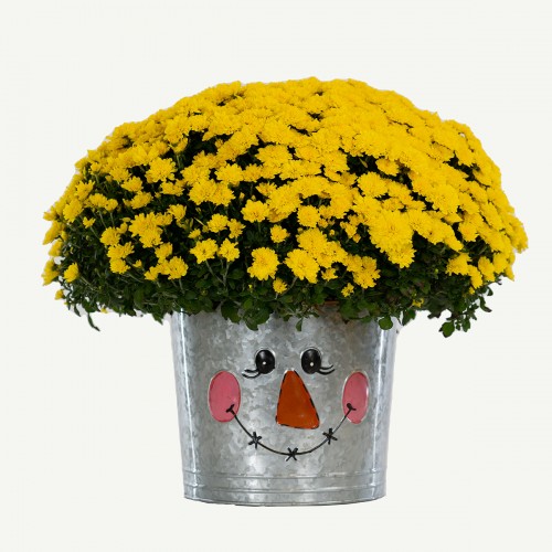 15 - Scarecrow