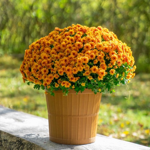 21 - Harvest Bushel Basket Autumn