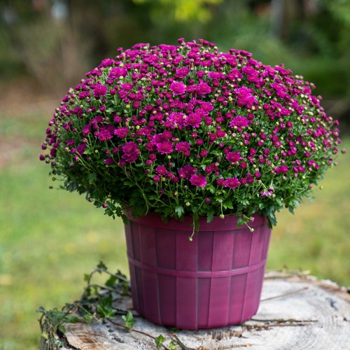 22 - Harvest Bushel Basket Purple