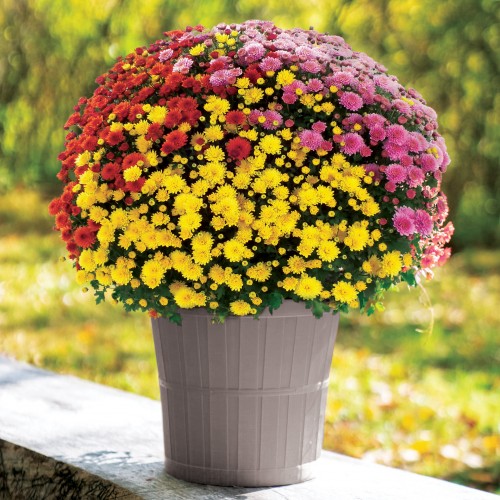 23 - Tri-Color Bushel Basket